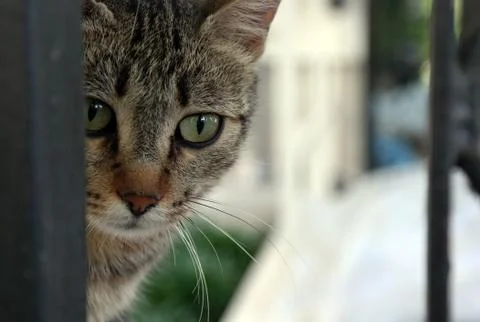 Frightened Cat Look Foto stock