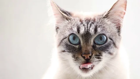 Frightened cat looking at the camera with light blue big eyes Stock Footage 71059827