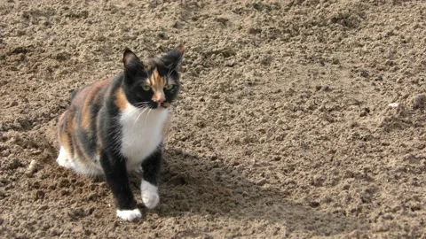 The frightened cat looks around Stock Footage 137857341