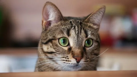 The frightened cat looks at the camera and hides. Close-up. Vídeos de archivo 147978069