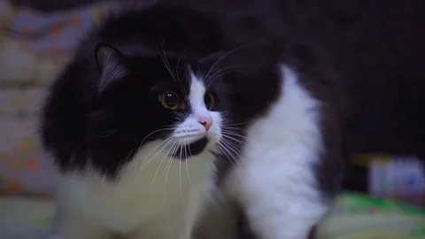 Frightened cat is rearing up Stock Footage 104662452