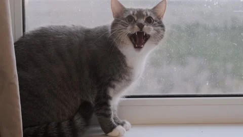 Sound included. Angry cat hissing to cam, Stock Video