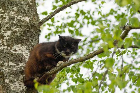 Frightened cat stuck in a tree Foto stock