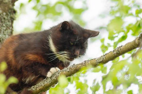 Frightened cat stuck in a tree Stock Photos