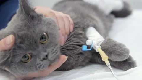 Anesthesia Stock Footage ~ Royalty Free Stock Videos  Page 3