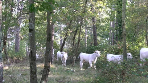 Frightened cattle of white cows walking in forest, 4K, DNxHR 스톡 동영상 152998814
