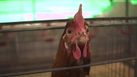 Frightened chicken in a cage Stock Footage 205611211