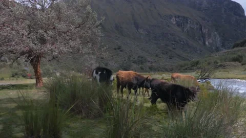 Frightened cows start running in a field surrounded by nature, in Peru Stock Footage 237183740
