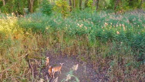 Frightened doe and her young surprised by drone in pastureland. Aerial Stock Footage 296426563