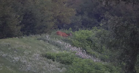 Frightened does and deer run away, 4K slomo Stock Footage 205277569