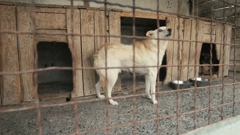 Frightened Dog in the Cattery Stock Footage 79547131