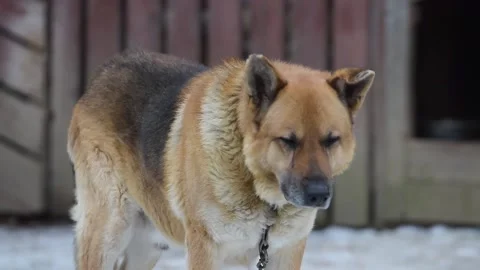 The frightened dog looks at the camera in winter time while chained Stock Footage 147856568