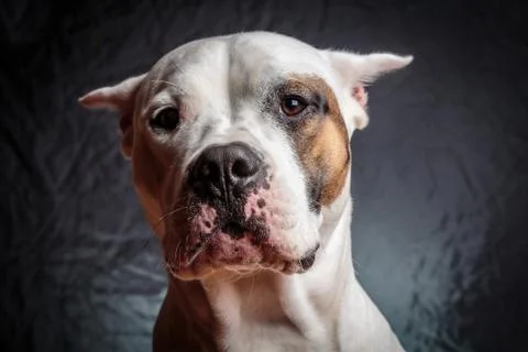 Frightened dog Foto stock