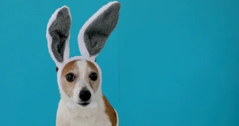 Frightened dog with rabbit ears Stock Footage 106797520