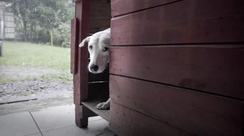 Frightened dog in thunderstorm 스톡 동영상 55141924