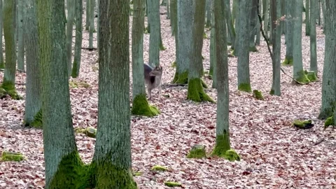 Frightened Fallow Deer Get Up From The ground. Winter Deciduous Forest, No Snow. Stock Footage 264141671