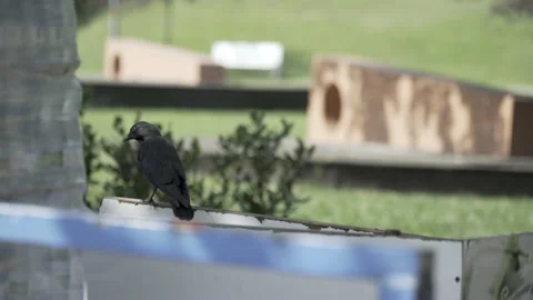 Frightened flying raven in the park Stock Footage 166239592