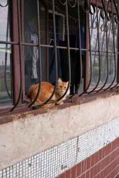 Frightened Ginger Cat Foto stock