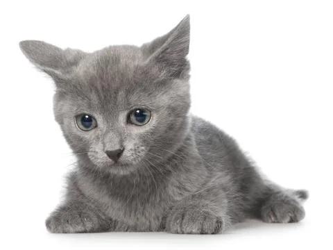 Frightened gray kitten lay Stock Photos