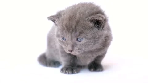 Frightened grey kitten on white bed. Stock Footage 179410782