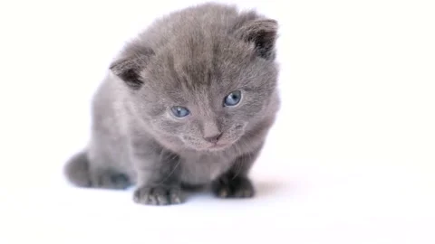 Frightened grey kitten on white bed. Stock Footage 186498049