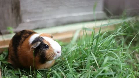 Frightened guinea pig on grass looking into camera Video stock 18788780