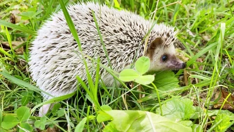 Frightened hedgehog curls up into a ball Video stock 201884376