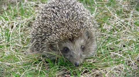 Frightened hedgehog Stock-Footage 362604