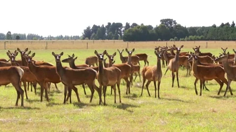 Frightened herd of deer, argodom, New Zealand Stock Footage 44583986
