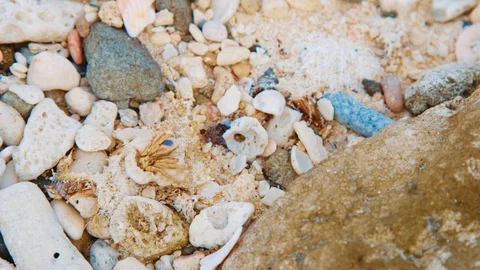Frightened hermit crab stuck upside down pulls back into shell to hide Stock Footage 100217280