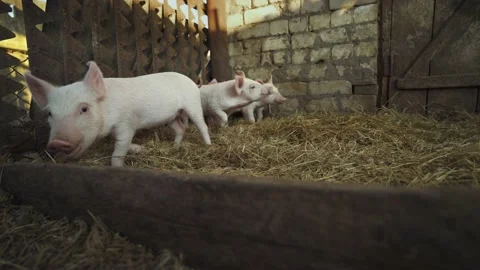 Frightened little pigs rummage through the straw. Pink pigs in a pigsty. Stock-Footage 139678833