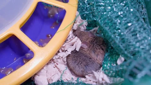 Frightened mice have built a nest in a storage room on a farm, close-up. Pests Stock Footage 279660880