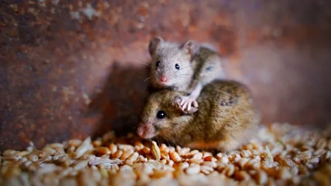 Frightened mice in the wheat storage close-up. Rodents in agricultural Stock Footage 195092535