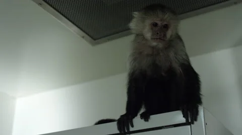 Frightened monkey sitting on top of cabinet in veterinary clinic Stock Footage 67555628