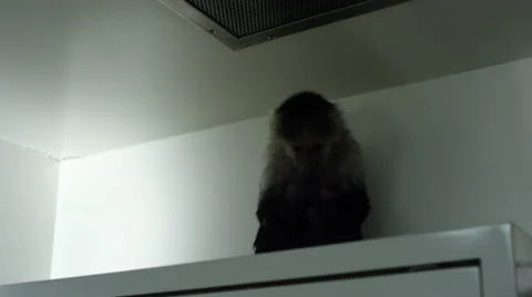 Frightened monkey sitting on top of cabinet in veterinary clinic Stock Footage 67555637