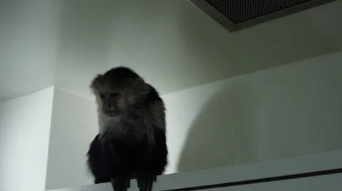 Frightened monkey sitting on top of cabinet in veterinary clinic Stock Footage 67555644