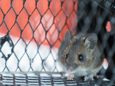 A frightened mouse inside a live catch trap Stock Photos