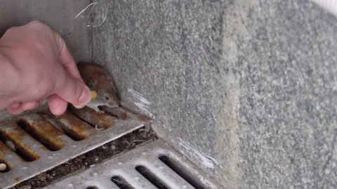 Frightened mouse is sitting in the corner of the ground floor of the house Stock Footage 169308291