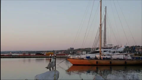 The frightened seagull 库存影片 137147555