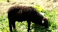 Frightened sheep HD Footage
