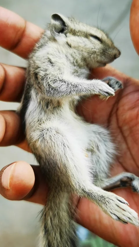 Frightened squirrel Stock Footage 146076766