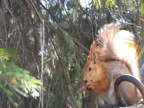 Frightened squirrel jump away Stock Footage 80597092