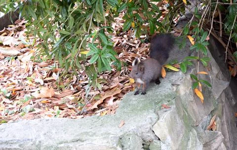 A frightened squirrel is looking for something to eat among the autumn rust l Stock Photos
