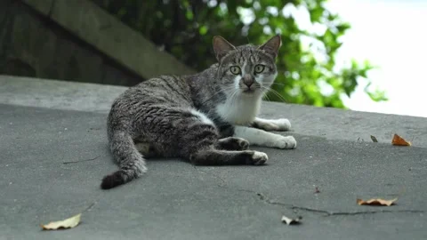 A frightened stray cat looks at the camera and walks away Vidéo 340933021