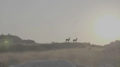 Frightened Waterbucks Stock Footage 116613565