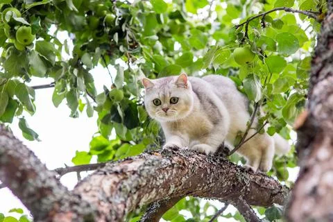 A frightened white cat walks down the branch of an apple tree in the garden Stock Photos