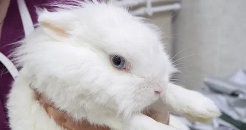 A frightened white fluffy rabbit is held in his arms by a veterinarian during an Stock Footage 220742449