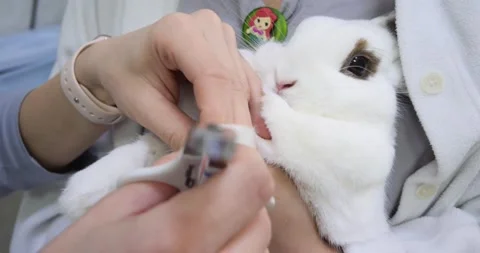 A frightened white rabbit gets his nails cut in a veterinary clinic. The Stock Footage 222807288