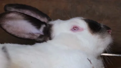 Frightened white rabbit with red eyes, he is shaking with fear. Rabbits in a Stock Footage 221586230