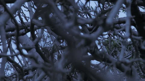Frightening branches daytime overcast Stock Footage 141230645